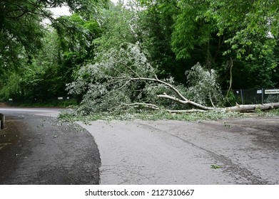 A storm damaged fallen tree on a country road in Shropshire, England in 2021.