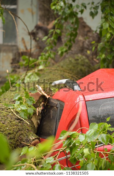 Storm damaged tree\
fell on top of red cars.