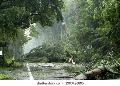 Storm damaged trees and powerlines fallen