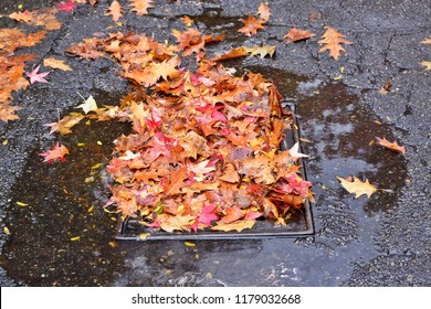 Storm Drain Almost Blocked By Fallen Leaves 