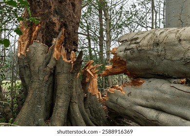 Storm Fallen Beech Tree Trunk with Smooth Bark and Snapped Branch Lying Horizontal Across a Woodland Path Causing Natural Obstacle
