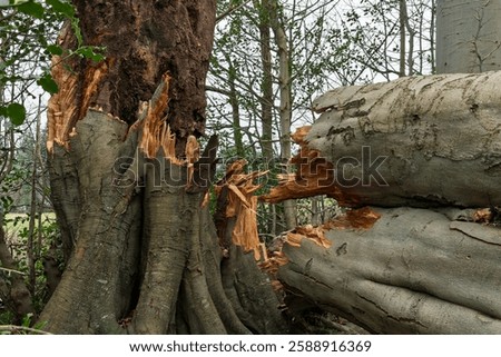 Storm Fallen Beech Tree Trunk with Smooth Bark and Snapped Branch Lying Horizontal Across a Woodland Path Causing Natural Obstacle