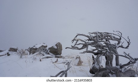 A Storm In The Mountains. Snowstorm On The Mountain Range