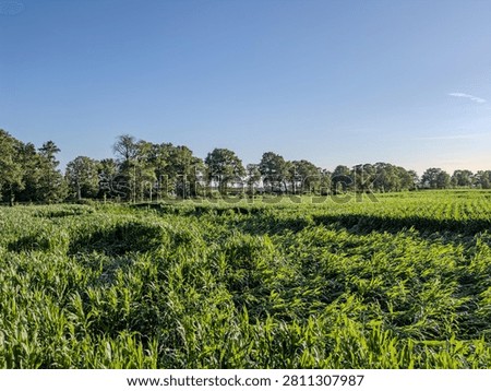 Storm-Damaged Corn Fields After Thunderstorm in Rijkevorsel, België — Campine Agricultural Landscape