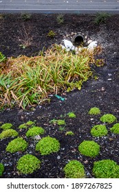 Stormwater Management, Outlet Pipe For Excess Rainwater, Sandbags, And Garden Plantings
