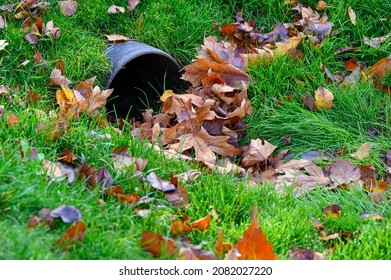 Stormwater Pipe Inlet In A Grassy Median, Filled With Fall Leaves
