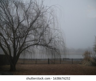 Stormy Foggy Day With The Silhouette Of A Willow Tree In The Yard