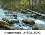 A stormy rapid stream of a river bed flowing from the mountains through an autumn coniferous forest on a cloudy autumn morning. Theveneck River (Third River), Altai, Siberia, Russia.