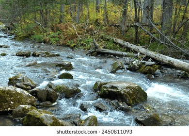 A stormy rapid stream of a river bed flowing from the mountains through an autumn coniferous forest on a cloudy autumn morning. Theveneck River (Third River), Altai, Siberia, Russia. - Powered by Shutterstock