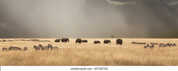 Stormy skies over the red oat grass of the Masai Mara. A panorama with herds of elephants and zebra during the annual Great Migration. 