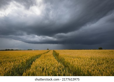 A stormy sky with flashes of lightning over a golden wheat field. Summer scenery with farm fields with tracks under dramatic rainy clouds. - Powered by Shutterstock