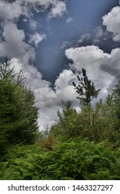 Stormy Summer Sky Above The Hedgerow At Blackwater, New Forest