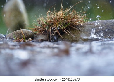 Stormy Water Level In The Rain At Still Life With Stones And Grass.