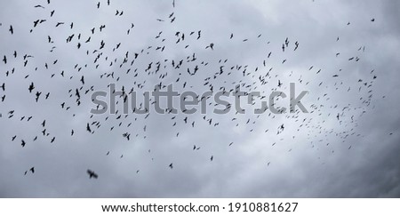 In stormy weather or before cataclysms, crow and raven birds worry and gather in huge black flocks, circle in the sky, deafening everything with a loud croak