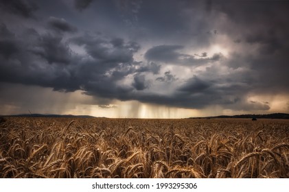 Stormy weather, dark clouds and rain above wheat field on sunset - Powered by Shutterstock