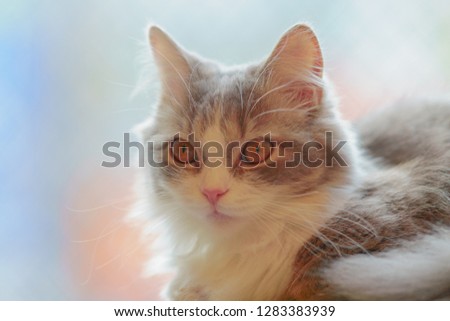 Similar – Image, Stock Photo Cat looks playfully into the camera