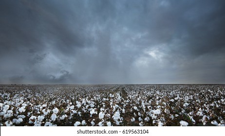 Story Skies Over A Texas Cotton Field