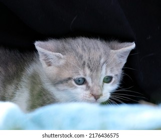 The Story Of This Very Young Kitten Is Very Sad, Abandoned In The Street Like Many Others, He Was Very Lucky. EHe Was Collected, Fed And Cared For Before Being Adopted By A Very Kind Family