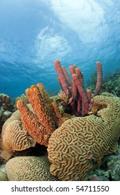 Stove-pipe Sponge (Aplysina archeri) and corals on a beautiful tropical reef in Bonaire, Netherlands Antilles.