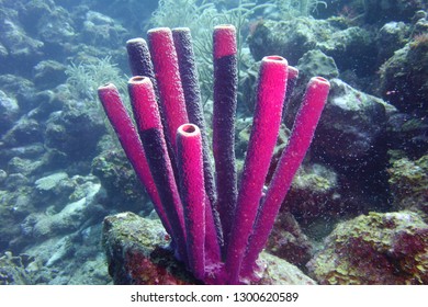 Stovepipe Sponges (Aplysina Archeri). Pink Beach Dive Site. Bonaire.  Dutch Caribbean.