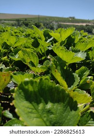 Straberry leaves at a strawberry picking site