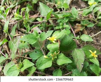 Straggler Daisy, Prostrate Lawn Flower