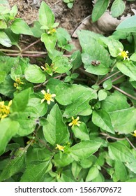 Straggler Daisy, Prostrate Lawn Flower