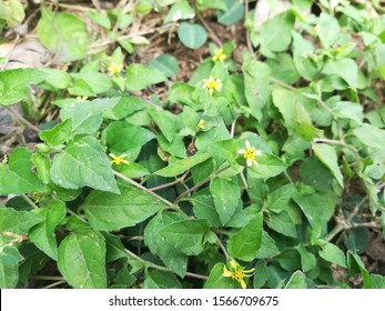 Straggler Daisy, Prostrate Lawn Flower