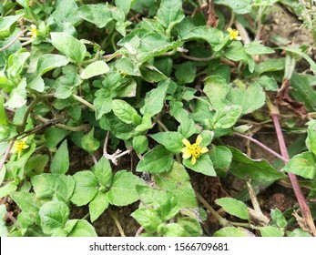 Straggler Daisy, Prostrate Lawn Flower