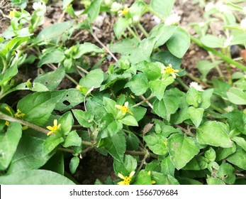 Straggler Daisy, Prostrate Lawn Flower