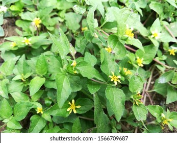 Straggler Daisy, Prostrate Lawn Flower