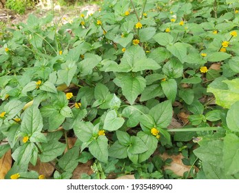 Straggler Daisy A Species Of Calyptocarpus