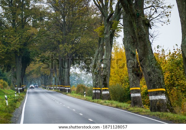 Straight asphalt road with cars\
going near trees with stripes on trunks on autumn day in\
countryside
