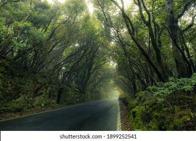 A Straight Asphalt Road Goes Through A Dense Dark Rainforest. Low, Crooked Trees With Green Foliage Merge Above The Road. No Sky, No Cars, No People