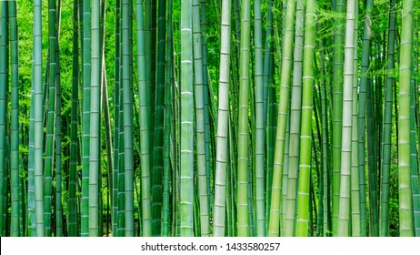 A straight bamboo pole in a bamboo forest - Shutterstock ID 1433580257