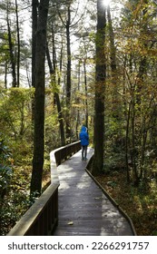 straight boardwalk in autumn forest