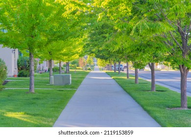 Straight concrete pathway along with the columnar trees at Daybreak, South Jordan, Utah
