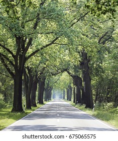 Straight Country Road In Summer With Trees Beside Without Traffic, North Germany