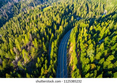 Straight Down Drone View Above Highway Roadway Deep In The Forest And Woods In Northern California Sierra Nevada Mountains Thick Tall Pine Trees Rise Outside Of Sacramento