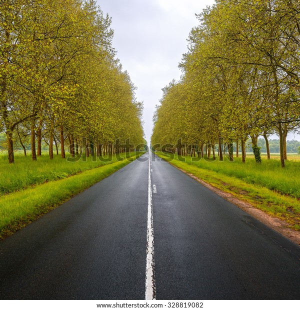 Straight empty wet road between green trees.\
Loire valley. France.