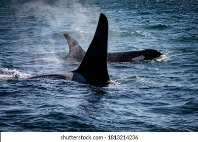 Straight Of Juan De Fuca, Southern Resident Killer Whales.