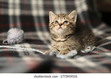 ねこ 後ろ姿 の画像 写真素材 ベクター画像 Shutterstock ねこ 後ろ姿 の画像 写真素材 ベクター画像 Shutterstock