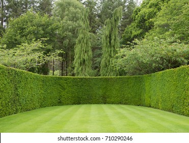 Straight Lines on a Lawn Surrounded by a Yew Hedge with Fir Trees in the Background at Rosemoor in Rural Devon, England, UK