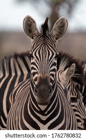 Straight On Portrait Of A Zebra