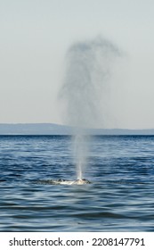 Straight On View Of A Gray Whale In Possession Sound