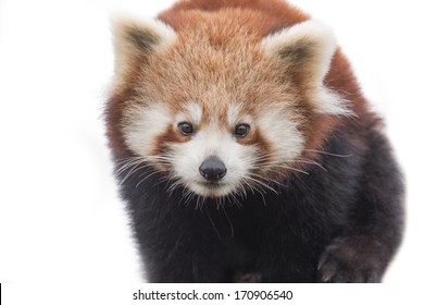 Straight On View Of Red Panda On White Background