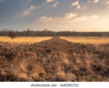 Straight Path With Clear Nature Future Vision