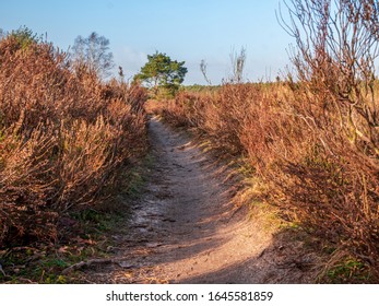 Straight Path With Clear Nature Future Vision