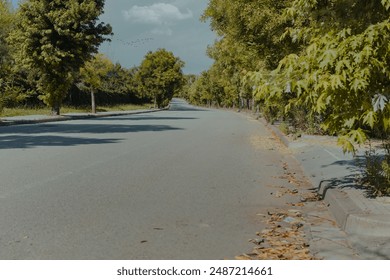 A straight path lined with trees on both sides.