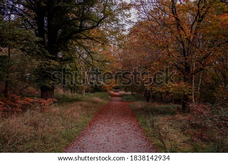 A straight path running for a long time at savernake forest with autumn leaves all over the ground.